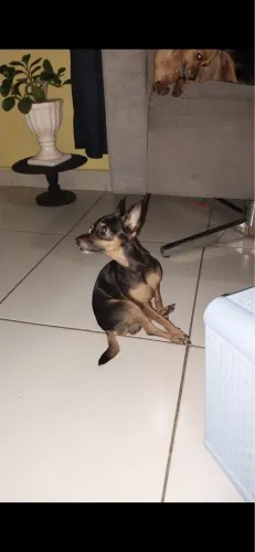 Pinscher 0