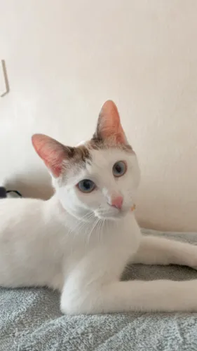 Gatos para doar