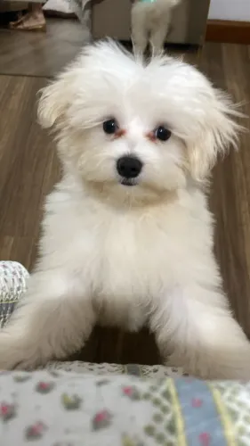 CACHORRO MALTÊS