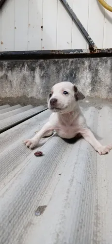 Cachorrinhas para doação