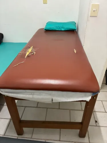 Maca madeira