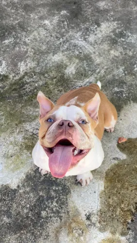 Cachorro 