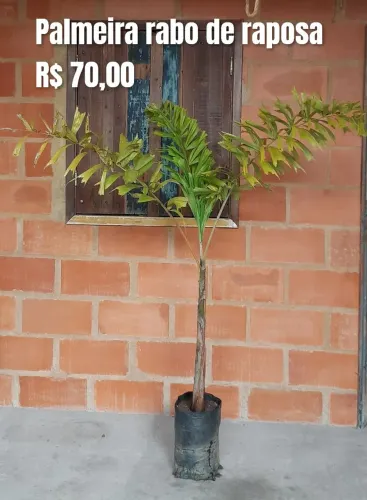 Palmeira rabo de raposa
