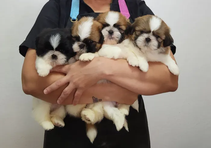 SHIH-TZU