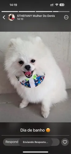 Spitz alemão anão Ursinho 