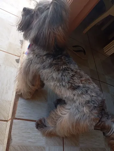 Lhasa Apso 