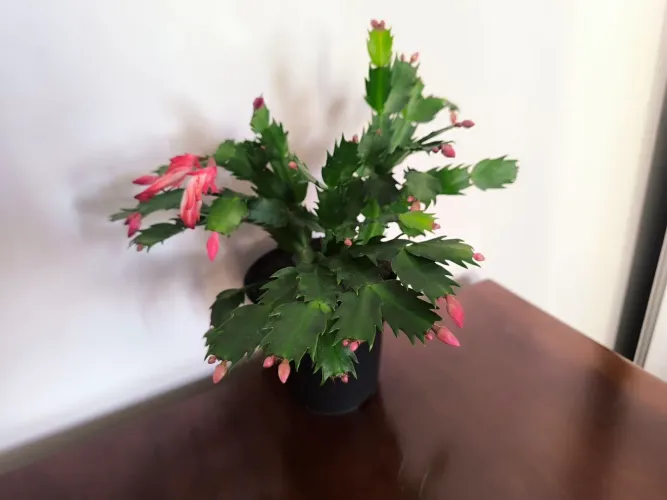 Planta Flor de maio da flor rosa avermelhada cacto com vários botões 