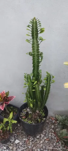 Cacto candelabro grande (envio para todo Brasil) 