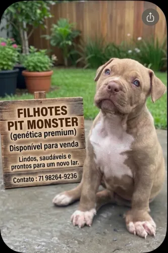 Pitmonsters filhotes