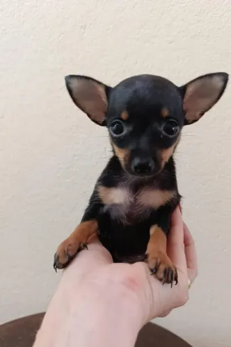 Pinscher miniatura fêmea e macho