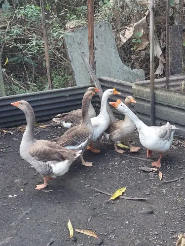 Gansos casal