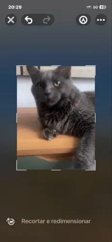 Maine Coon gato extremamente dócil e gigante 