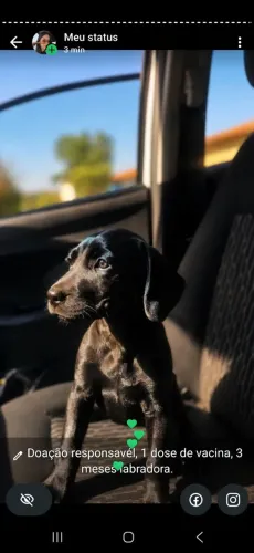 Doaçao femea labrador 3 meses