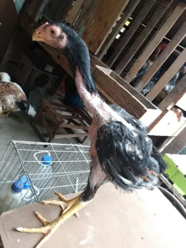 Frango Bico Curto 