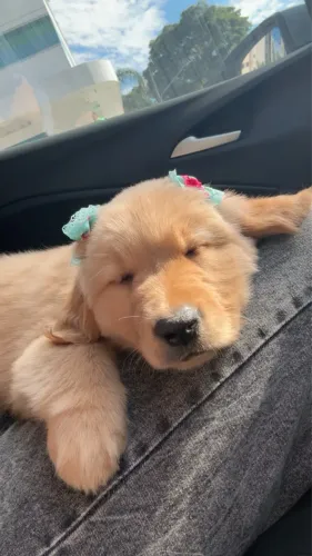 Golden Retriever Filhote Fêmea