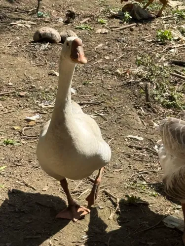Vendo Ganso macho