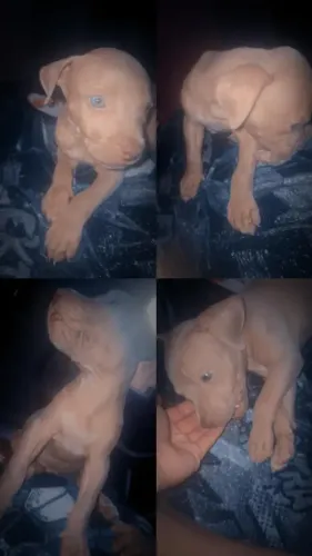 VendO