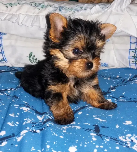 YORKSHIRE TERRIER - PROMOÇÃO BLACK FRIDAY