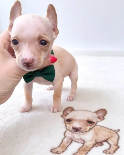 Filhotes de Pinscher Puros