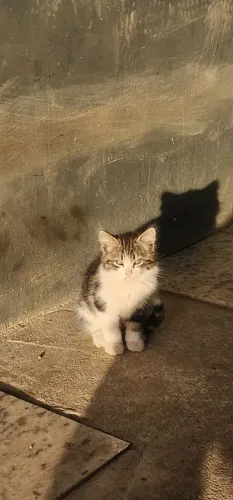 Lindos gatinhos para doação