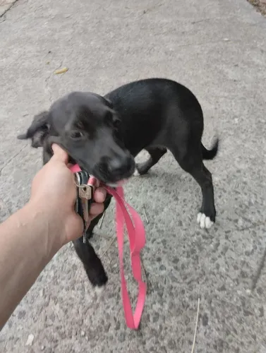 Cachorra fêmea para adoçao