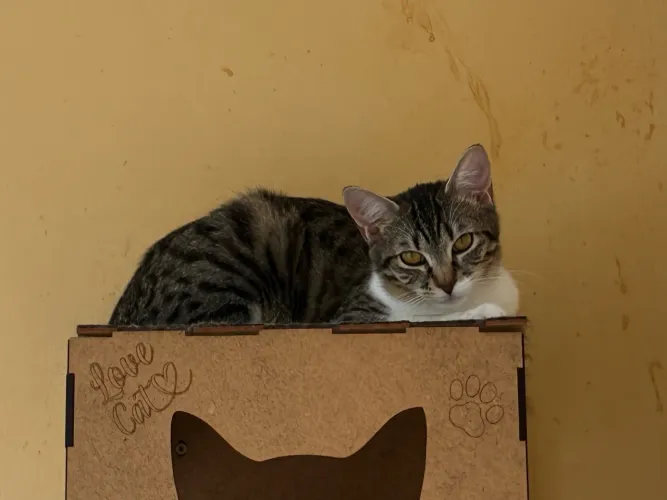Gata para adoção 