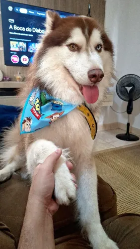 Husky Procura Fêmea para cruzar