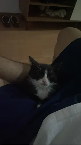 GATINHO FRAJOLA
