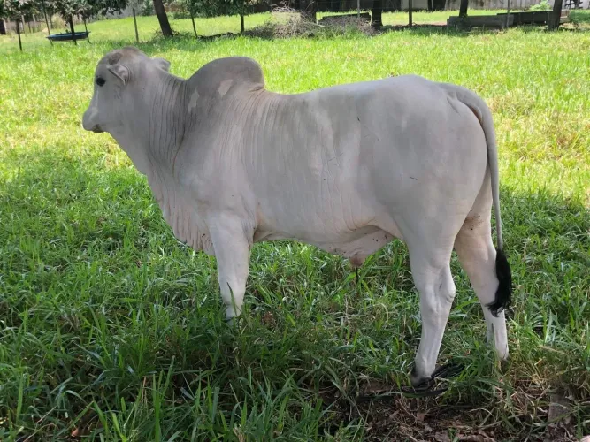 Touros bezerro NELORE PÔ 