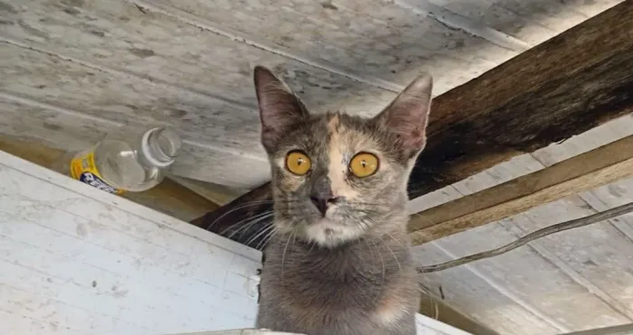 Gata 8 meses, já castrada