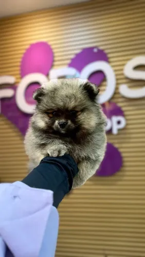 LULU DA POMERÂNIA ANÕES MACHOS