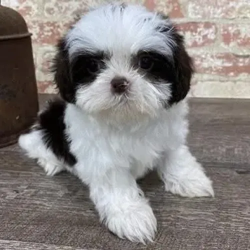 Filhotes de Shih Tzu | Um verdadeiro símbolo de companheirismo.