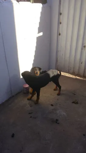 Estou doando casal de Rottweiler , não são irmãos pode ter filhotes..