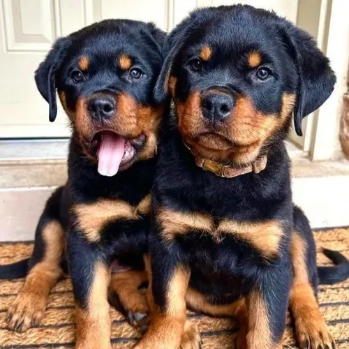 Rottweiler - Presença Forte, Amizade Verdadeira 
