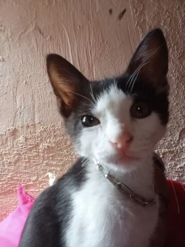Gatinha desaparecida 
