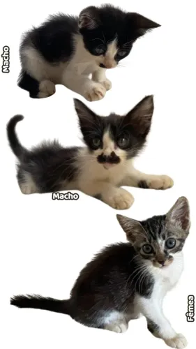 Filhote de gato para adoção responsável ?