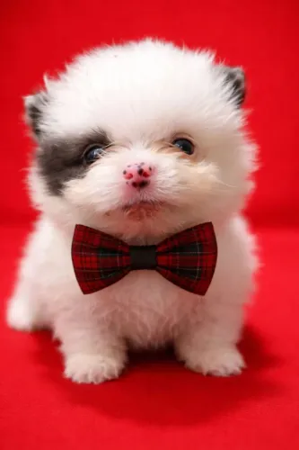 Lulu da Pomerânia 