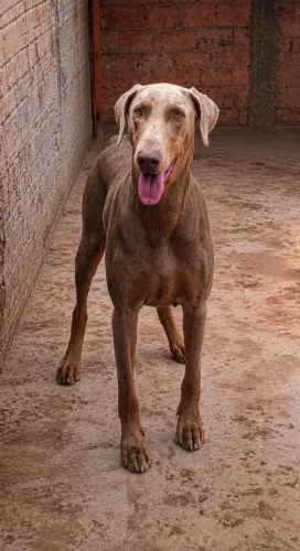 Dobermann coloração isabela