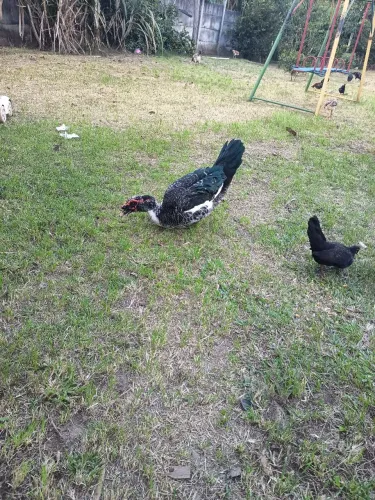 Pato gamela