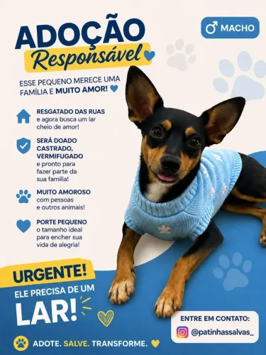 Adote esse cachorro lindo 