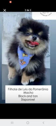 Lulu da Pomerânia 