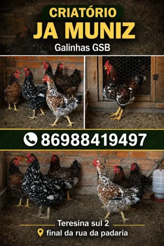 Vendas de pintos GSB (galinhas sertaneja balão mil flores)