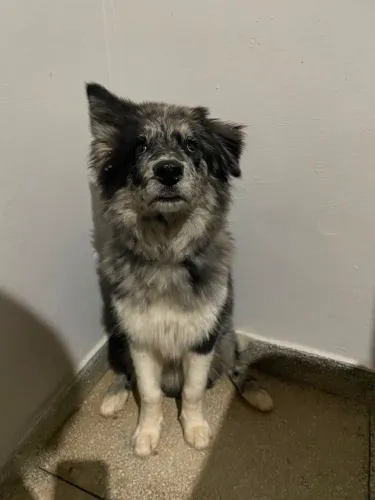 Cachorro border collie