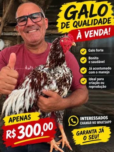 Galo índio gigante 