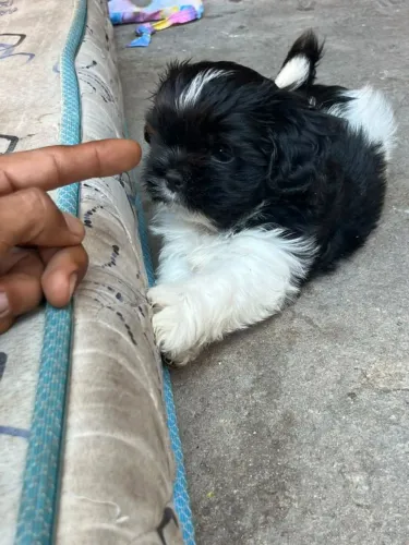 Filhotes de Shihtzu