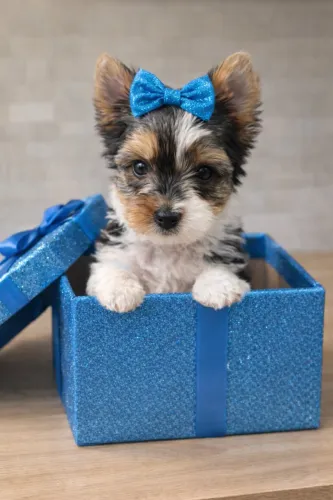 Yorkshire biewer fêmea filhote com 47 dias?!!