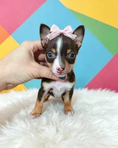 Pinscher Cheia de Personalidade