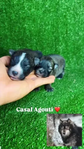 Pomsky com Pedigree - Filhotes Disponíveis em BH