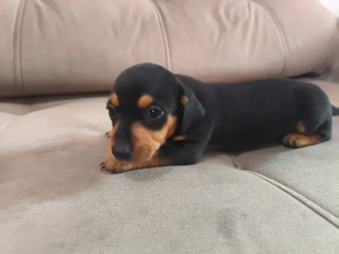 Filhotes de Basset Mini