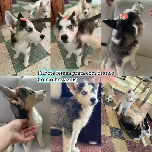 Huskys Siberiano Wooly filhotes